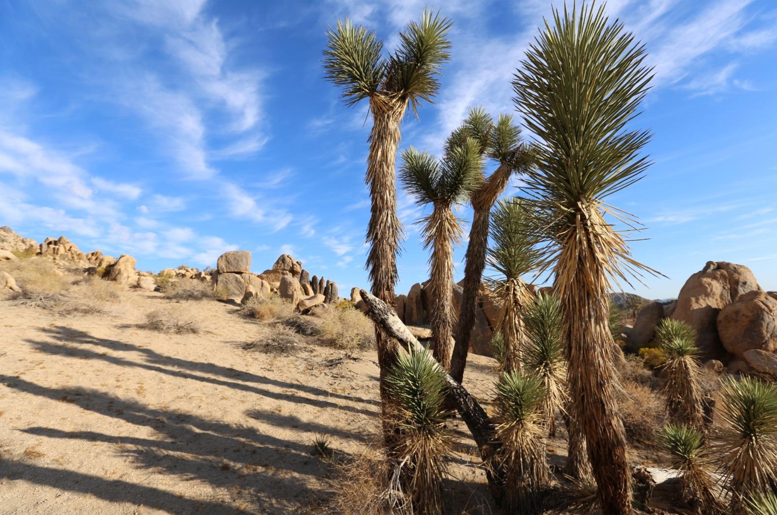 B Outdoor Desert — photo 1