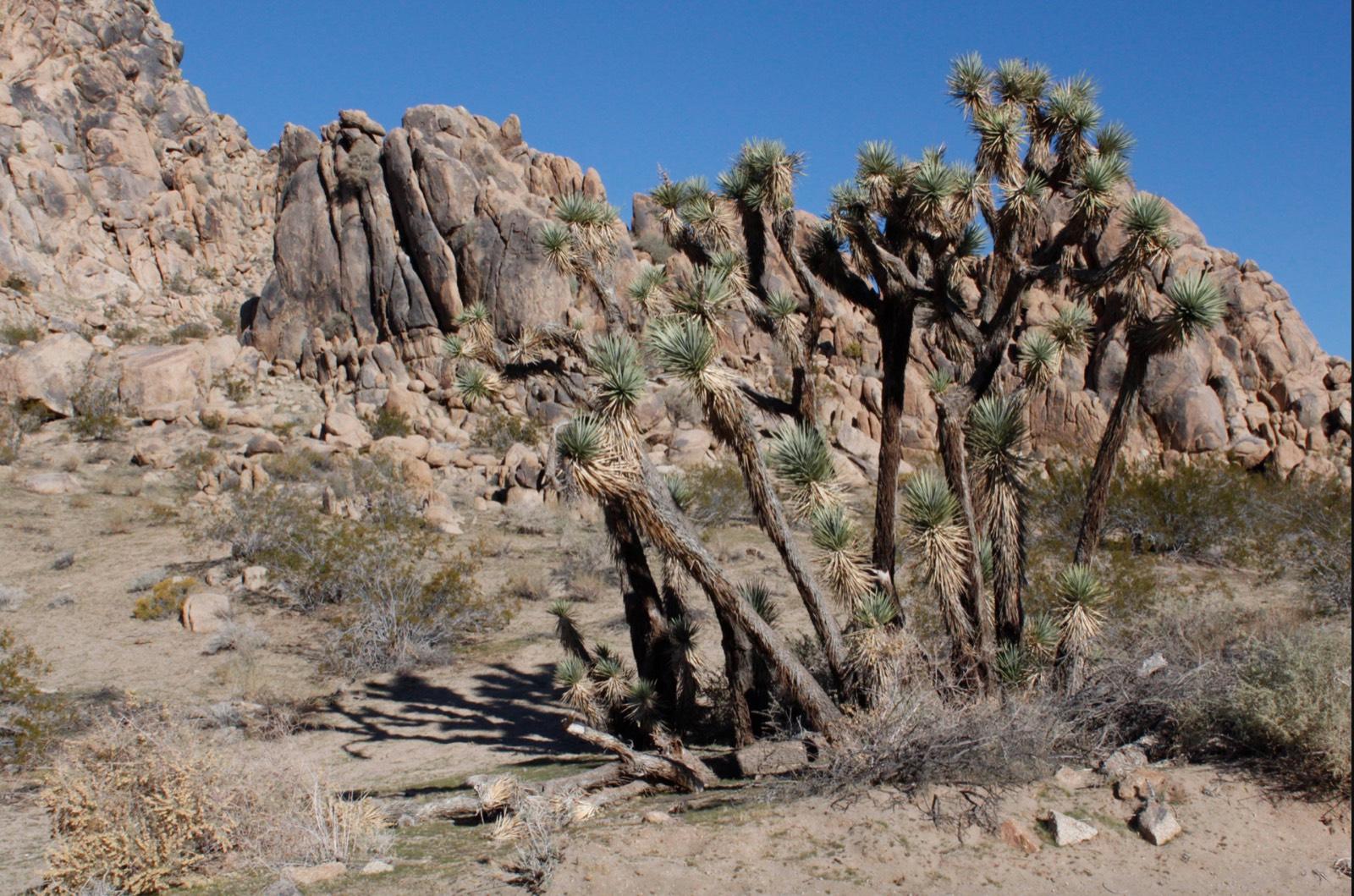 B Outdoor Desert — photo 7