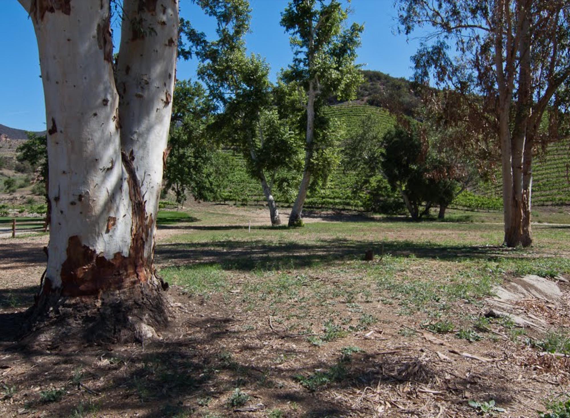 Creek Vineyards — photo 9