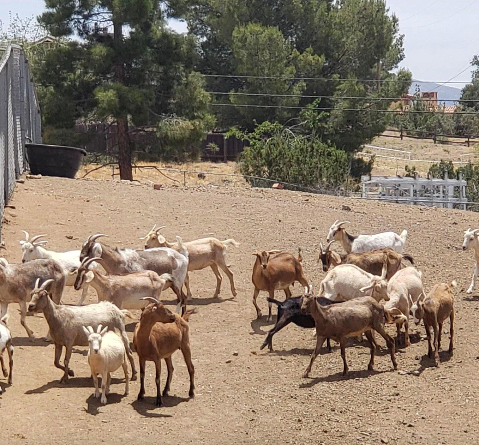 K's Animal Ranch — photo 1
