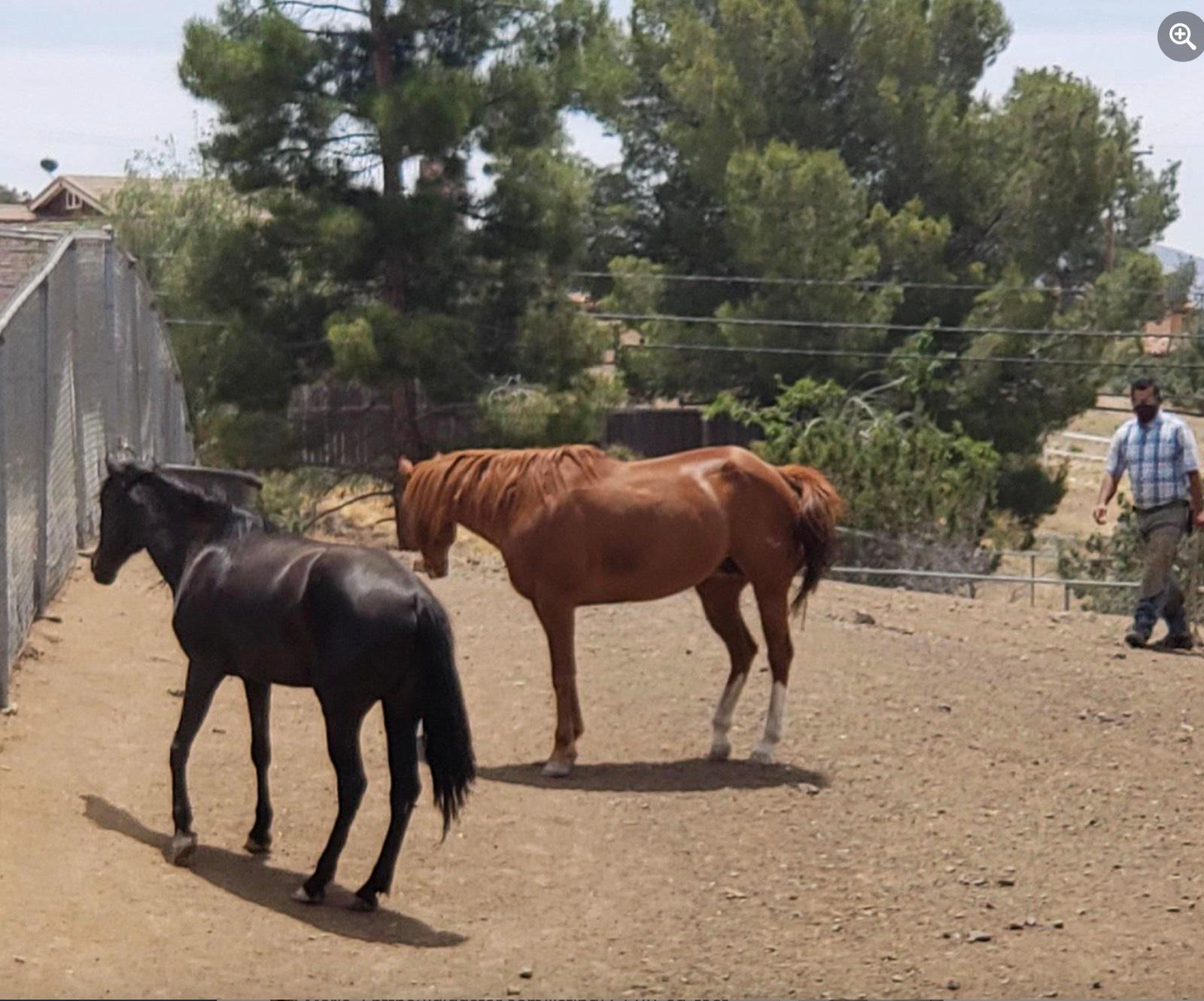 K's Animal Ranch — photo 2