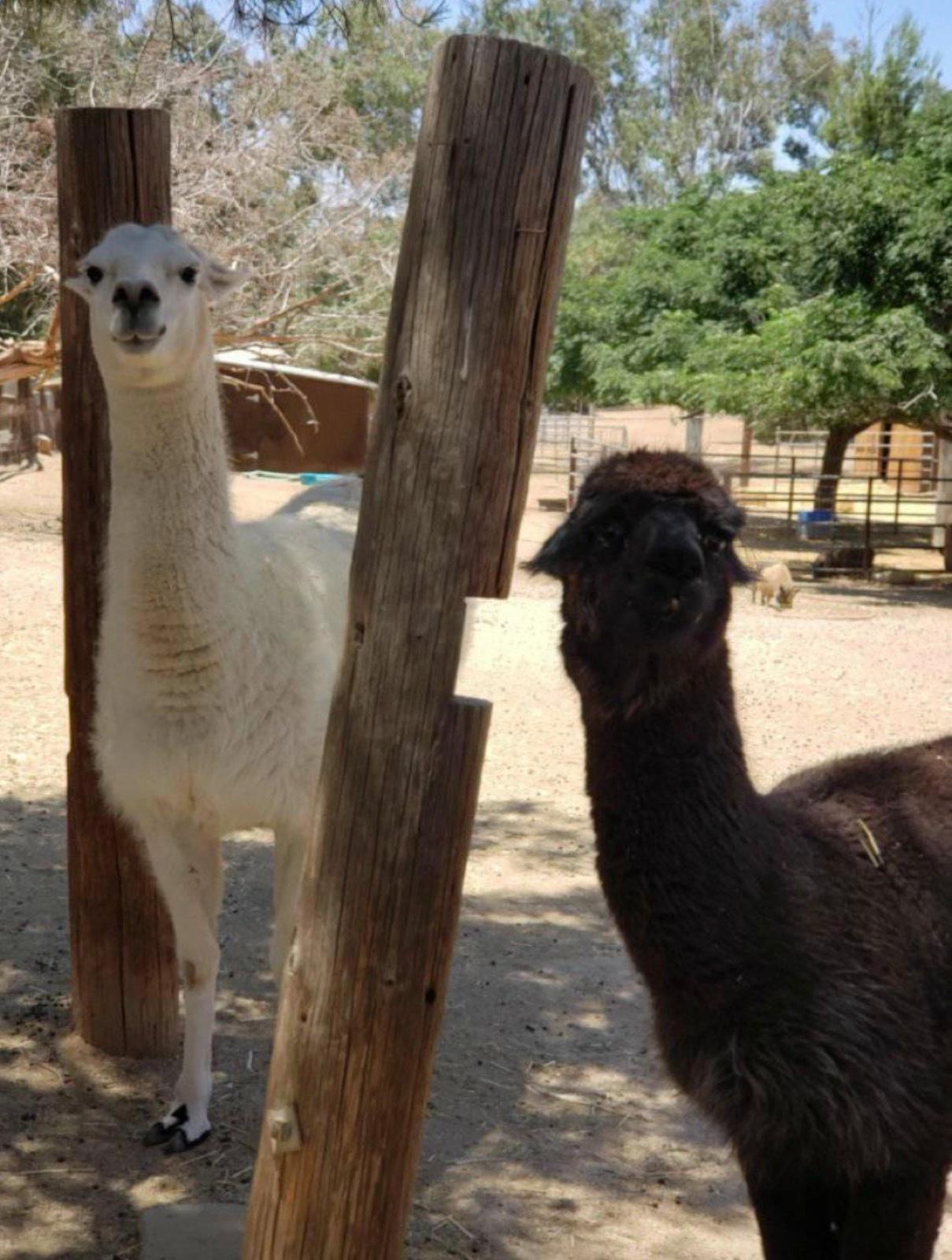 K's Animal Ranch — photo 11