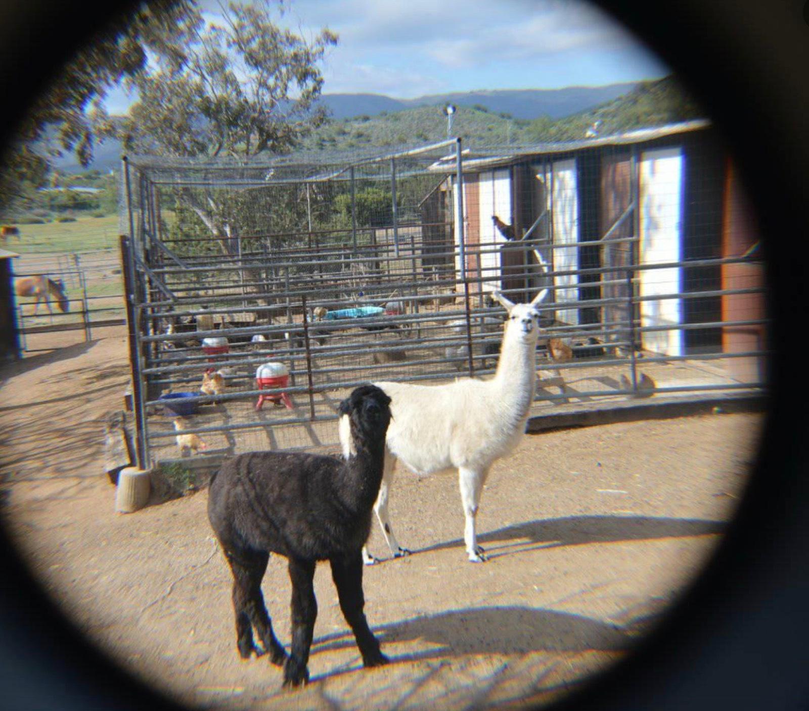K's Animal Ranch — photo 12