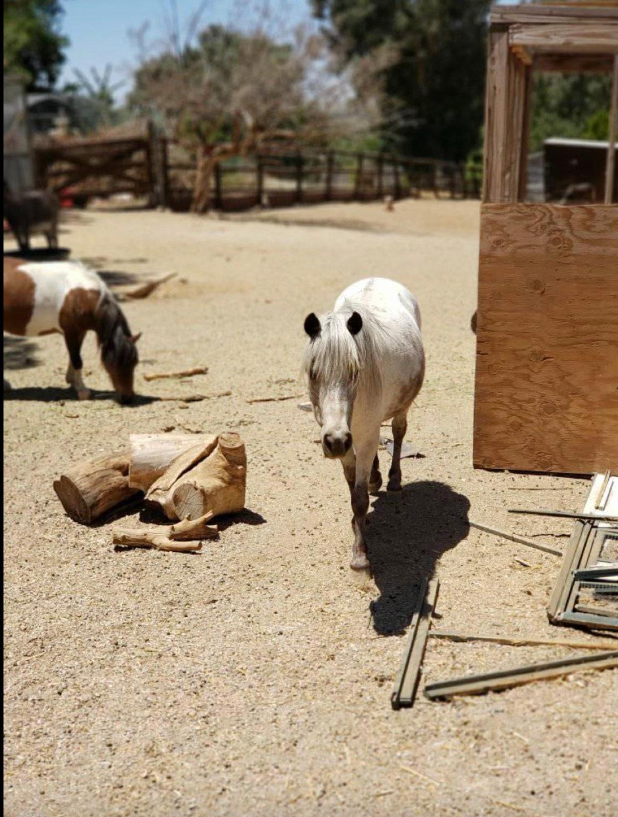 K's Animal Ranch — photo 3