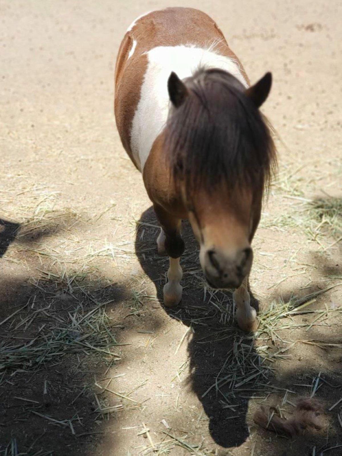K's Animal Ranch — photo 4