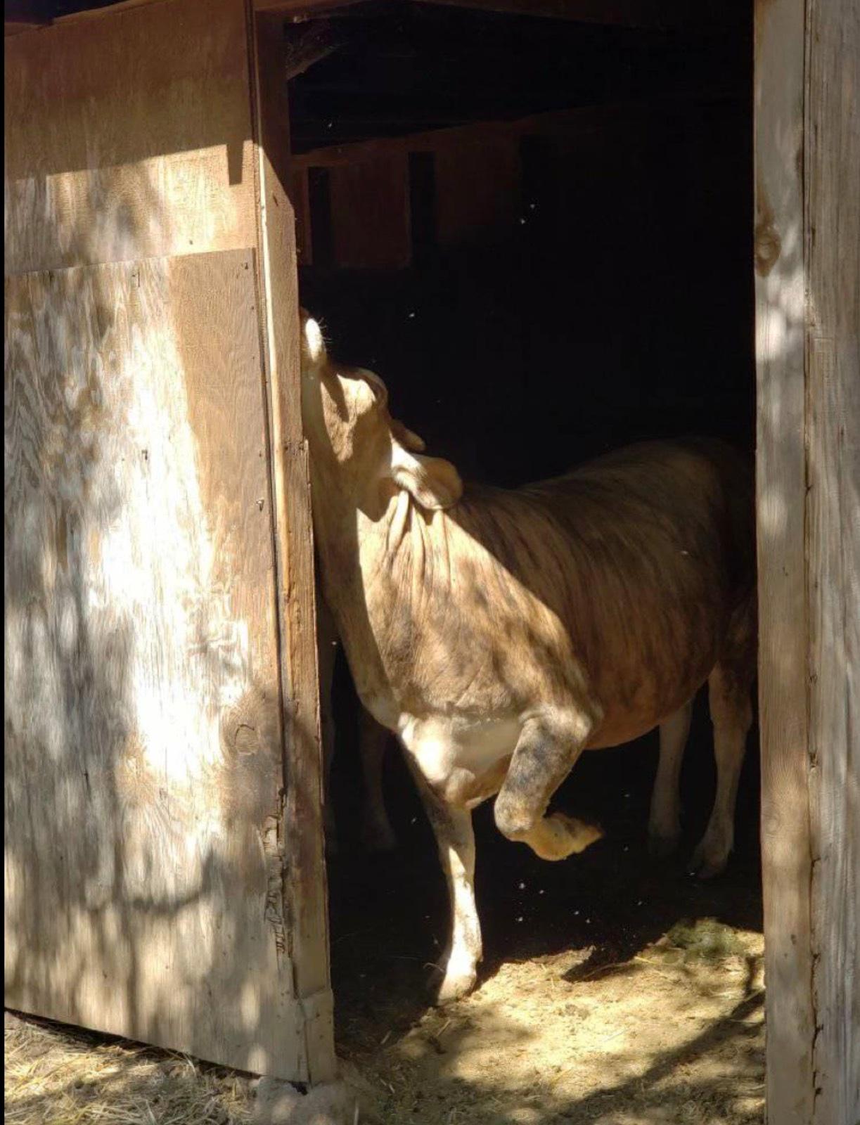 K's Animal Ranch — photo 5