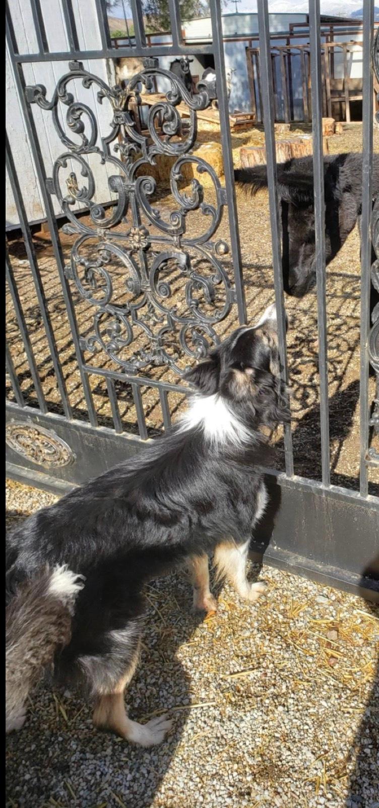 K's Animal Ranch — photo 6