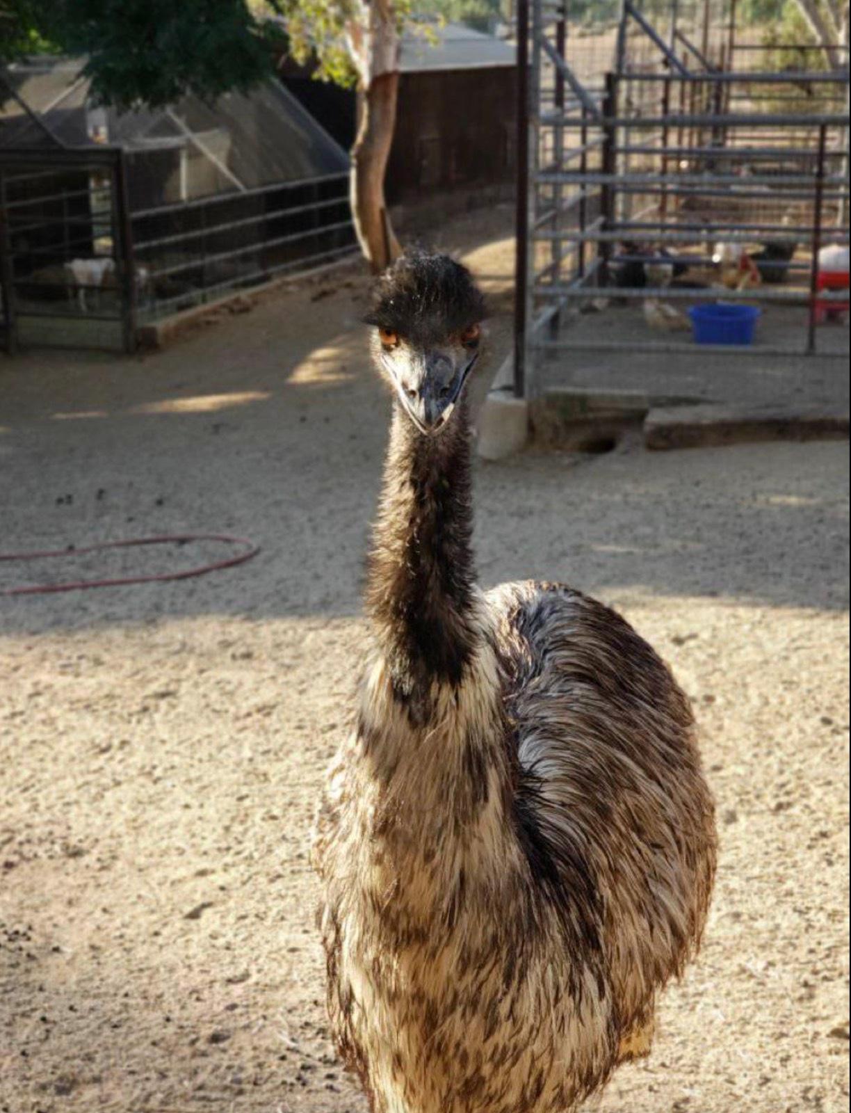 K's Animal Ranch — photo 7