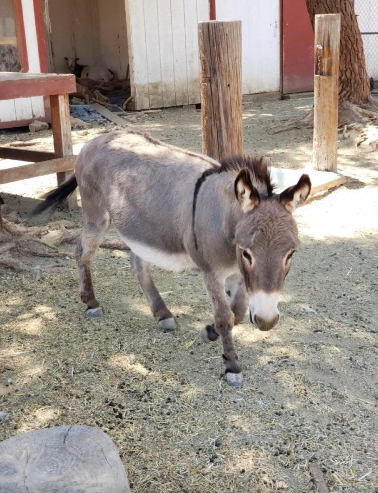 K's Animal Ranch — photo 8