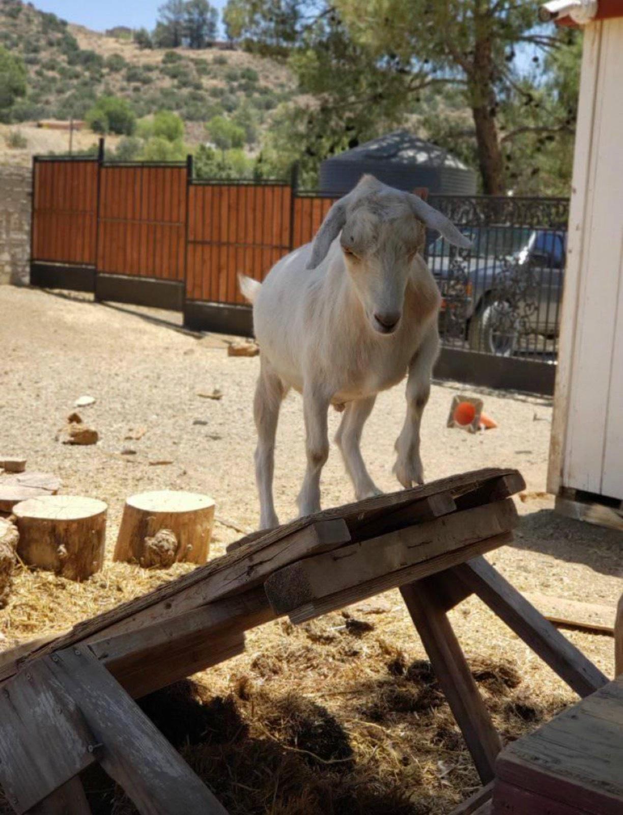 K's Animal Ranch — photo 9