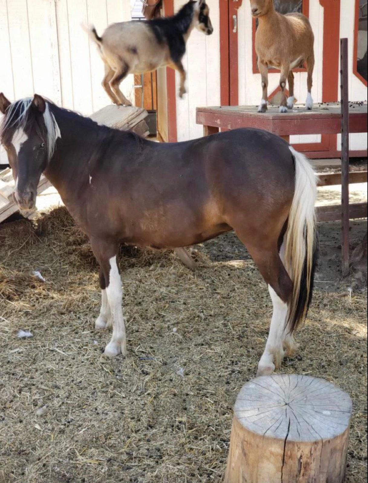 K's Animal Ranch — photo 10