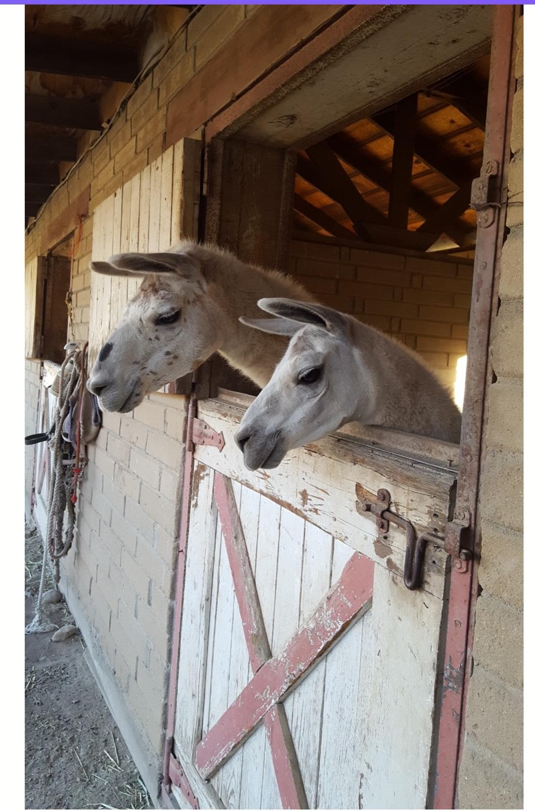 K’s friends ranch — photo 4