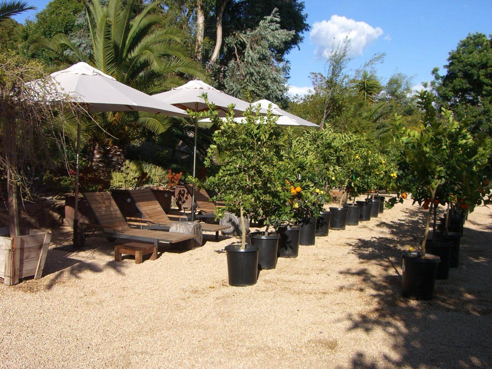 Malibu Garden Nursery — photo 6