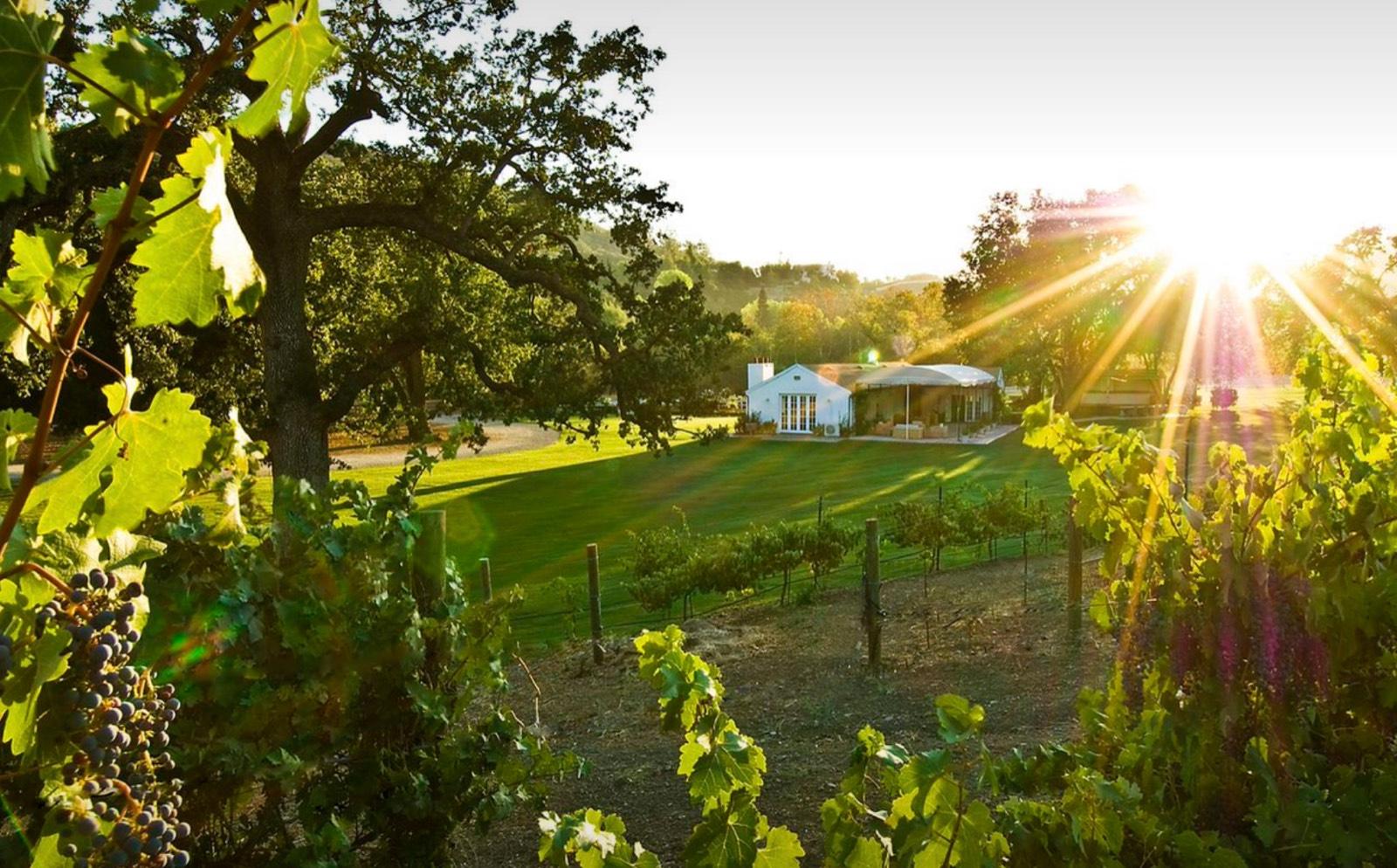 Malibu Vineyards — photo 2