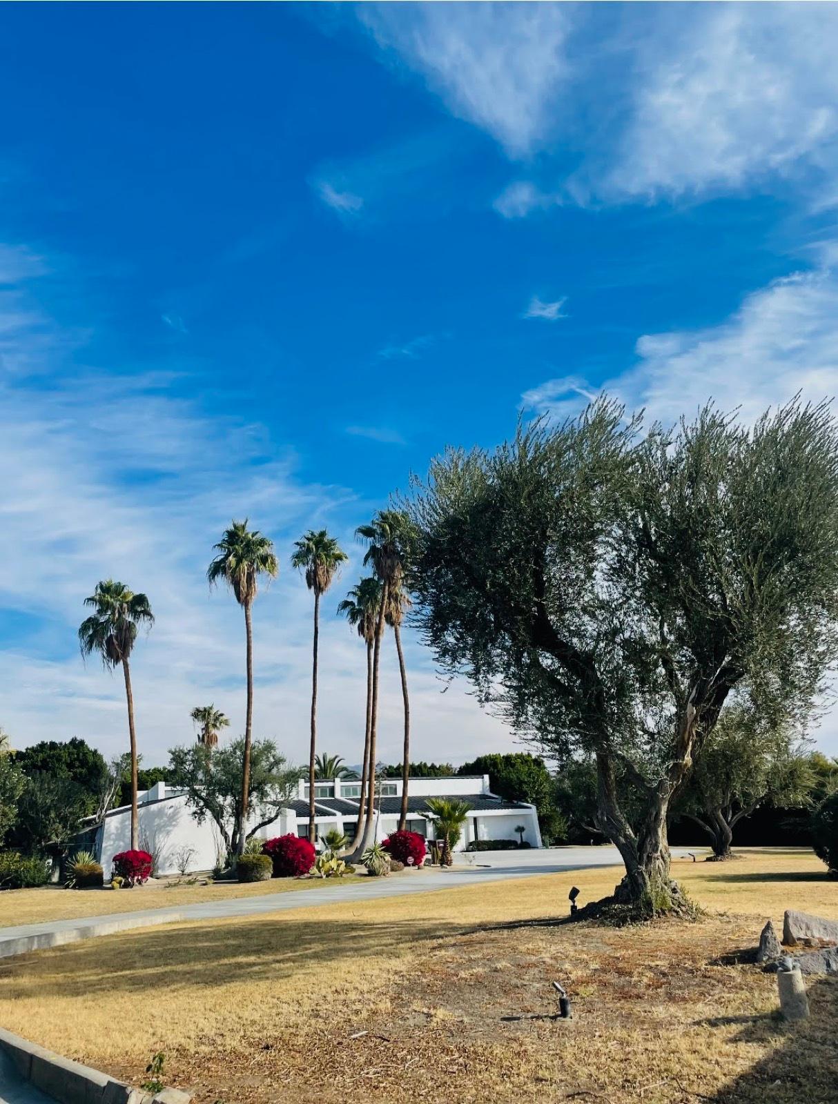 MY's Palm Springs Pad — photo 7