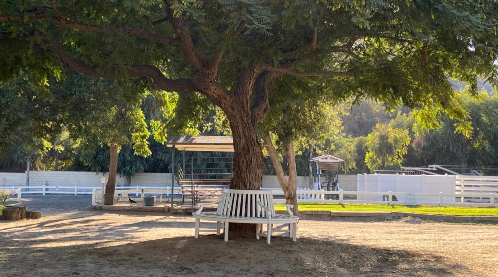 P's Riding Ranch — photo 3