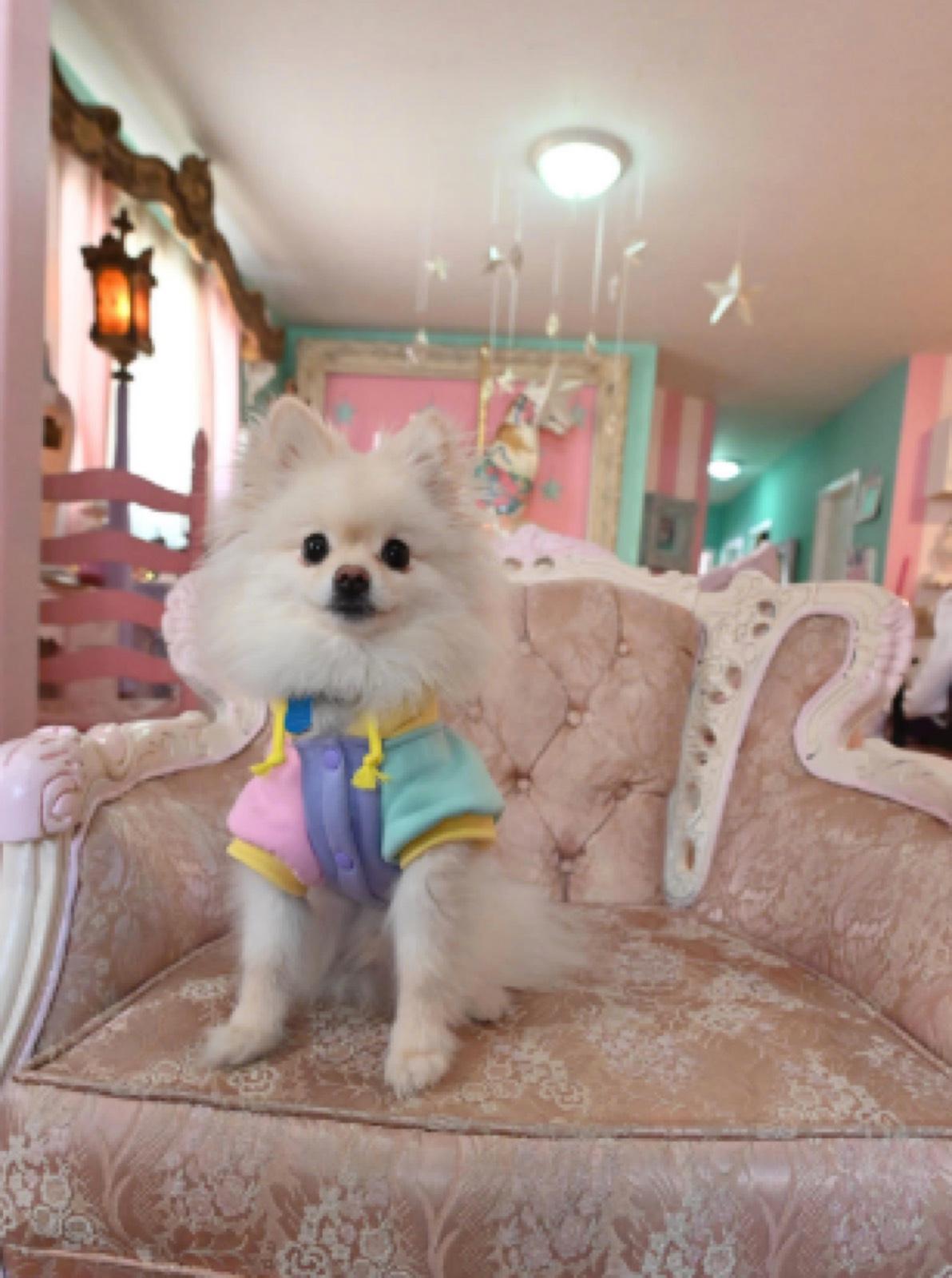 Purple Doll House — photo 12