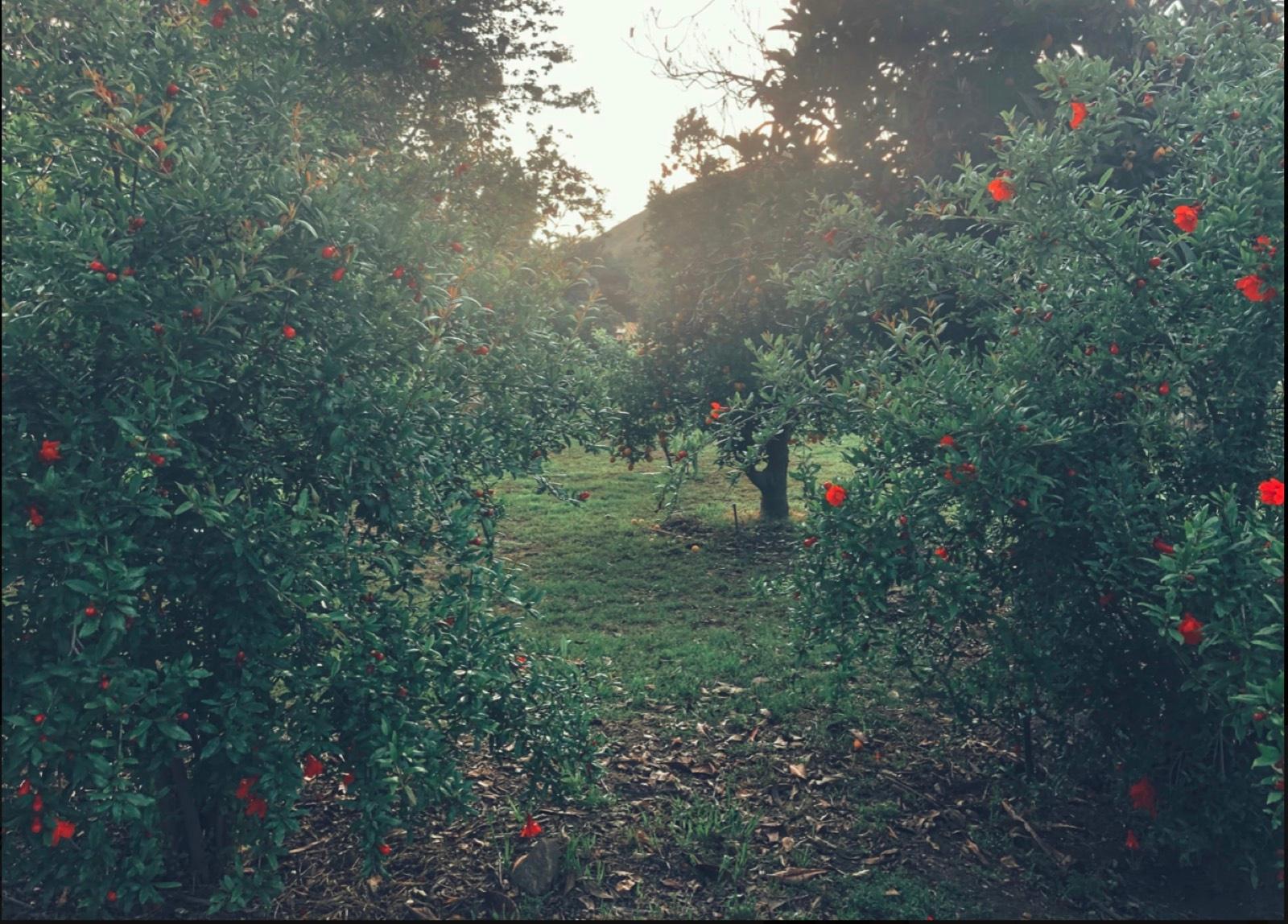 S's Valley Ranch — photo 5