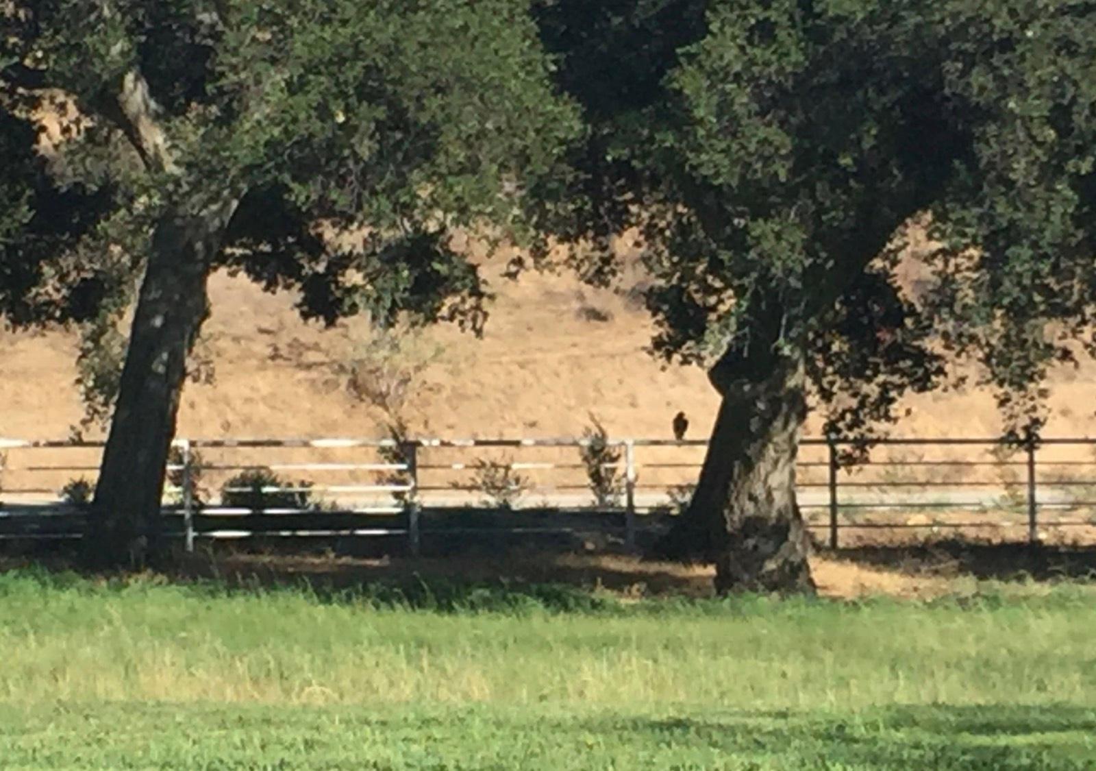 T's Victorian Ranch — photo 11