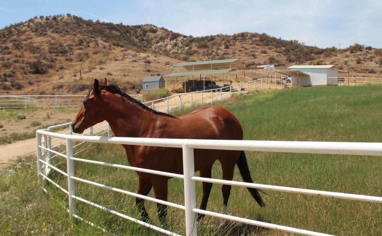 T's Victorian Ranch — photo 12