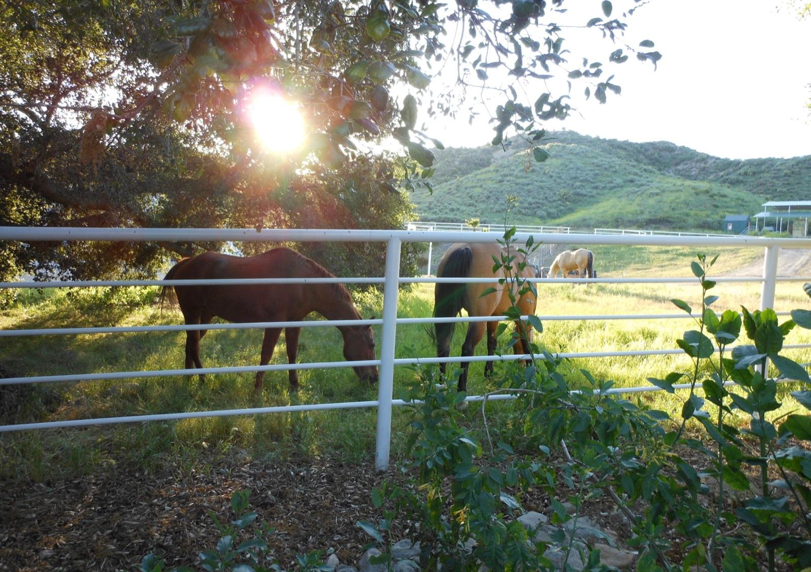 T's Victorian Ranch — photo 9