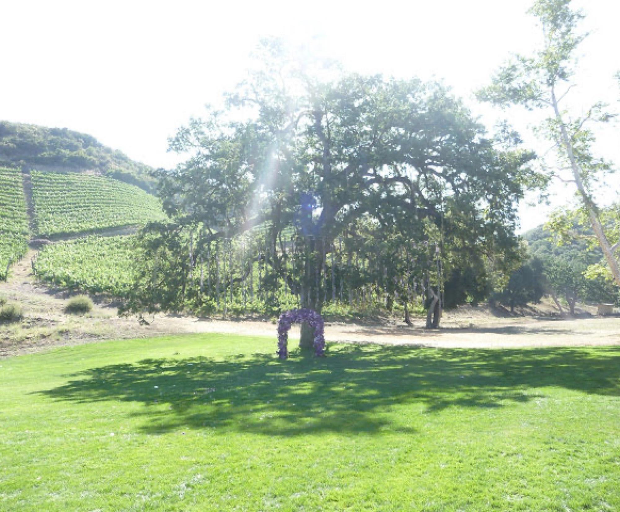 Vineyard Property — photo 2