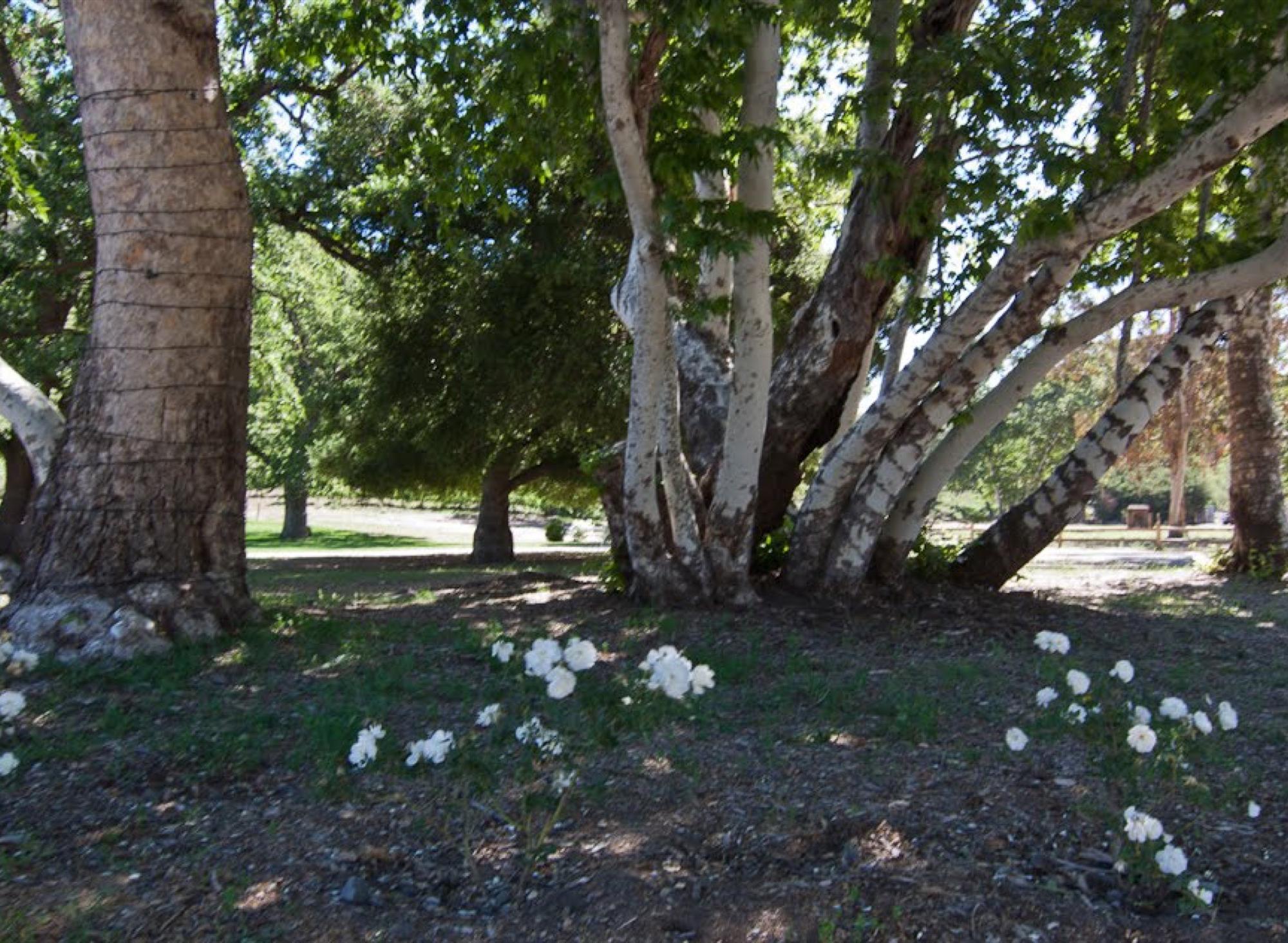 Vineyard Property — photo 11